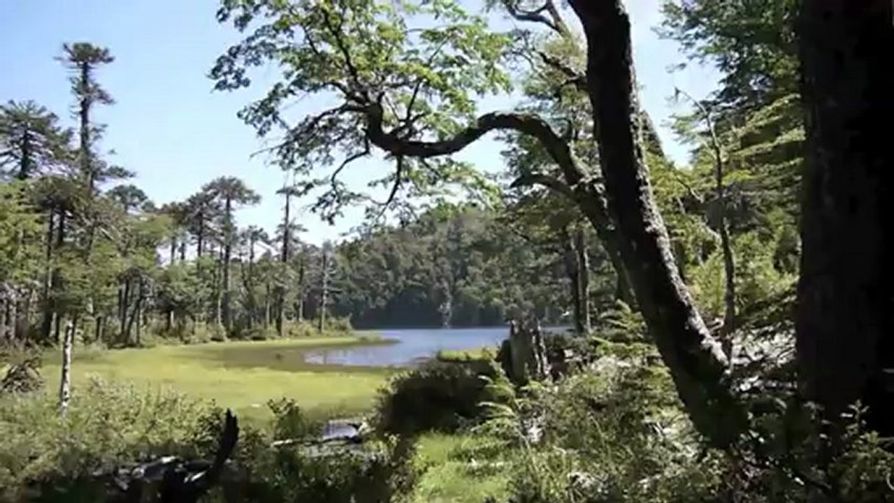 20130127 Promenade en nature au parc Huerquehue