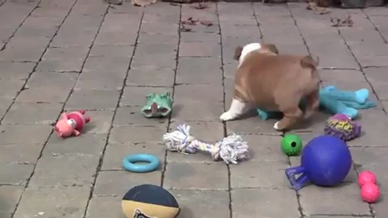 English Bulldog Puppies For Sale