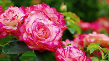 Erdal Erzincan - Gülyüzünü Görüp Divane Oldum