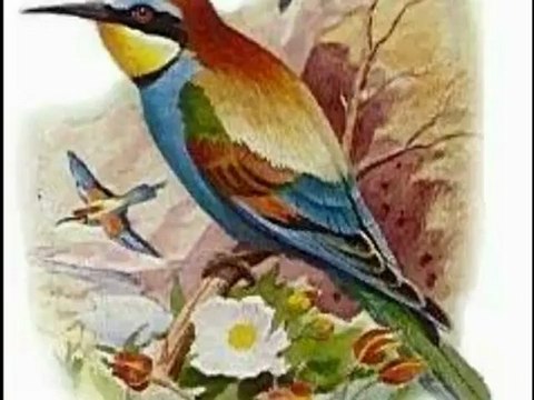 Ahmet Kaya Ucun Kuslar Ucun