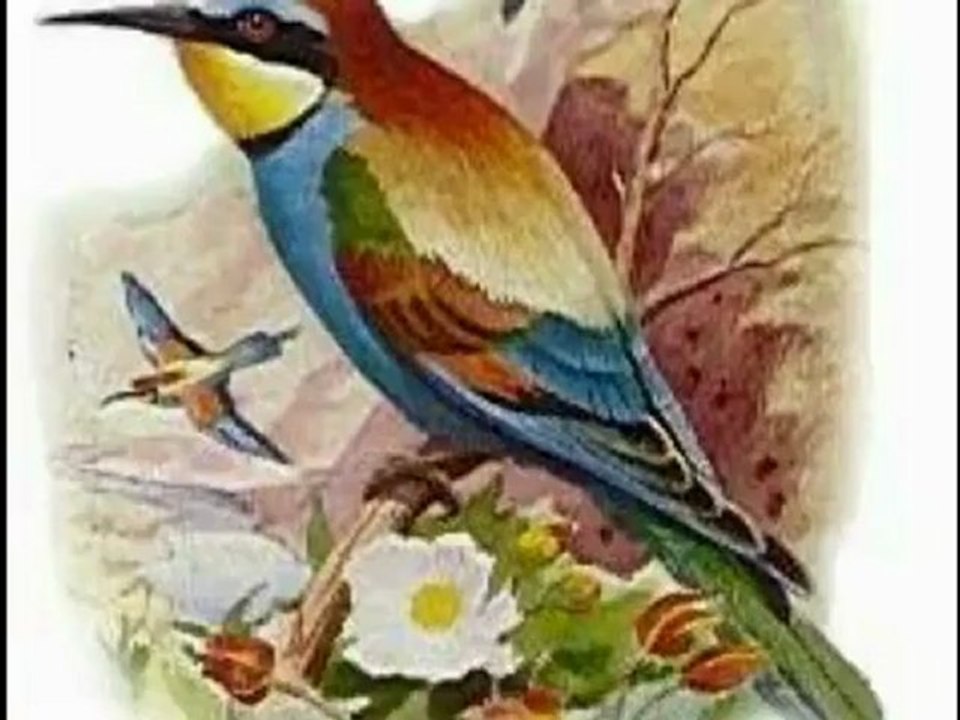 Ahmet Kaya Ucun Kuslar Ucun