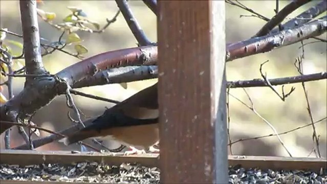 Gros becs male et femelle