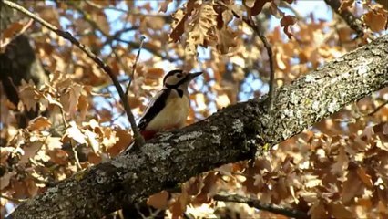 Pic épeiche 30 01 2013