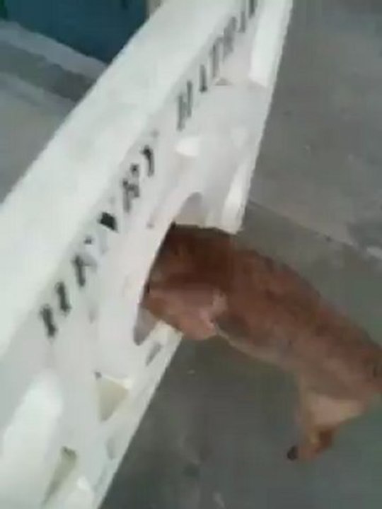 Festival - Dolce saute