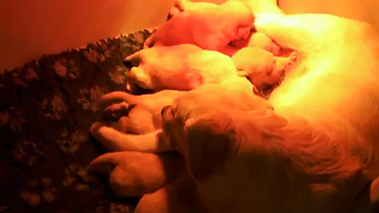 Les labradors de Dannie et Charly à 2 semaines