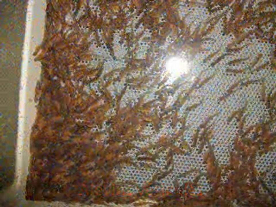 La reproduction artificielle de truites