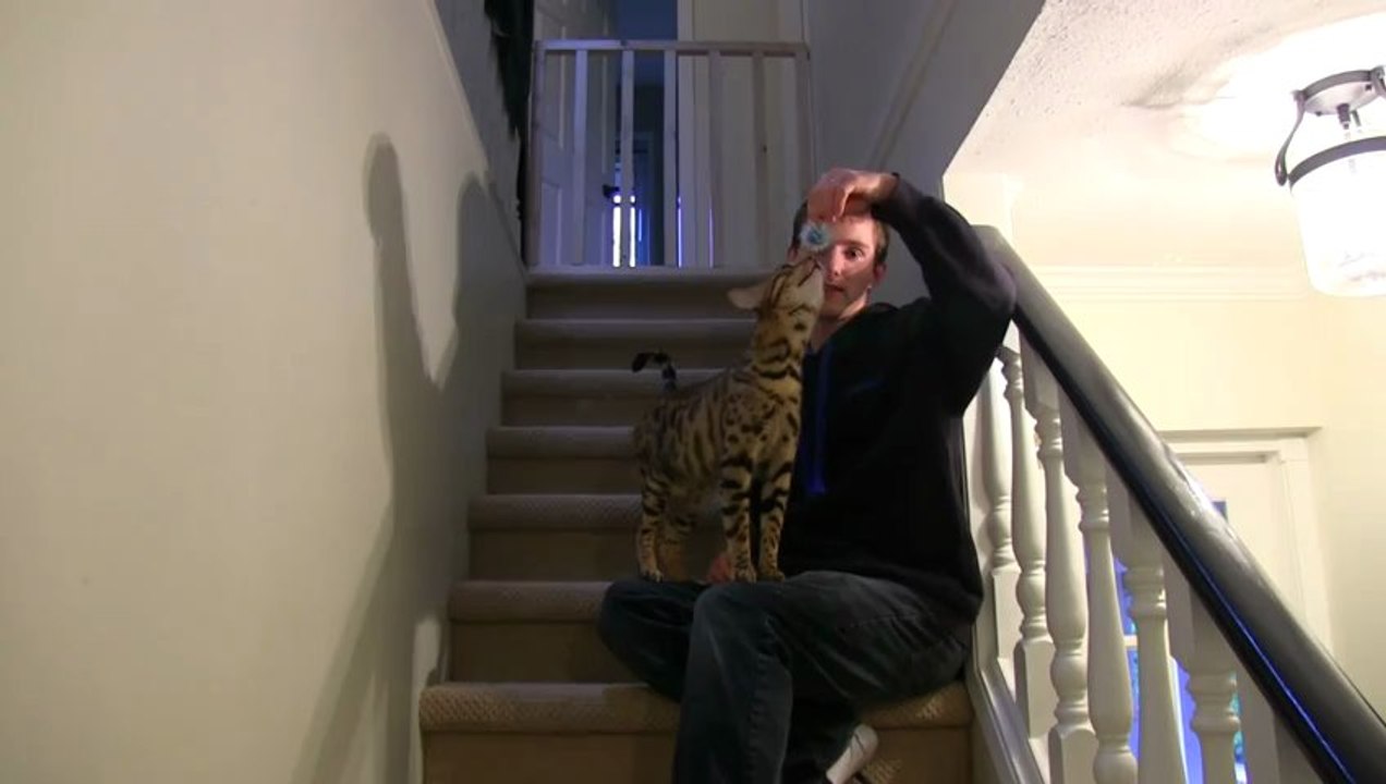 Rocket & Rumble Playing with Fuzzy Ball on the Stairs