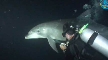 Injured Dolphin swims to Divers for Help