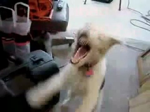 Quand un chien prend de l'hélium