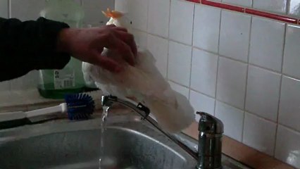 Nono prend un bain sur l evier de la cuisine.