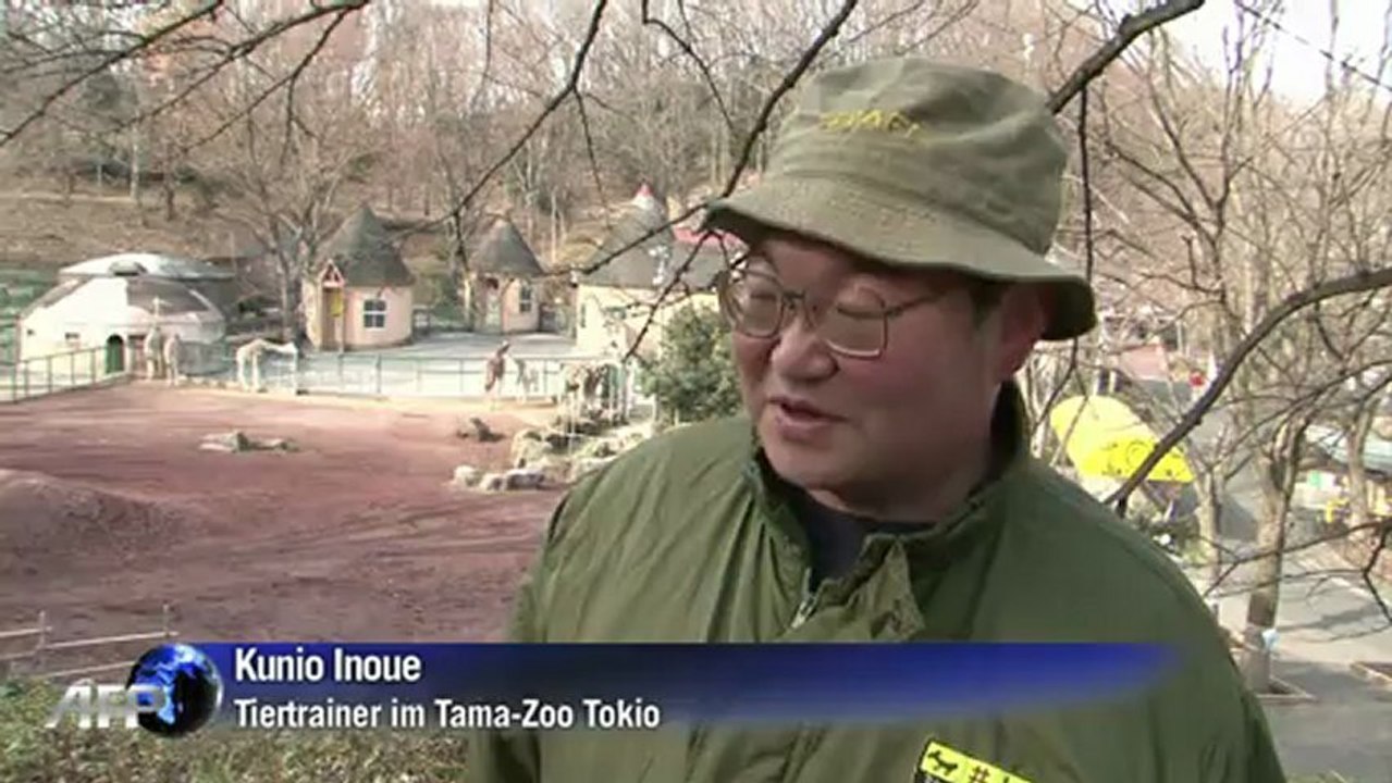 Jagd auf zweibeiniges Zebra im Zoo von Tokio