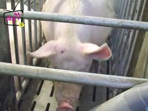 Porcs - Mise aux normes