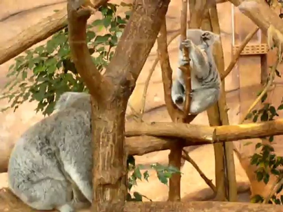 Beauval-26janv13 110