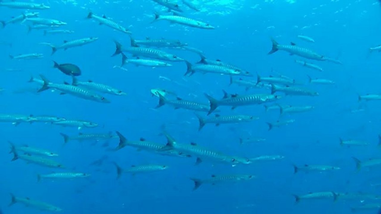 Plonger avec 4000 barracudas