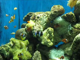 Hotels near coastal discovery museum