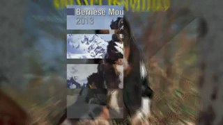 2013 Dog Breed Calendars |  Megacalendars com| 2013 Calendars