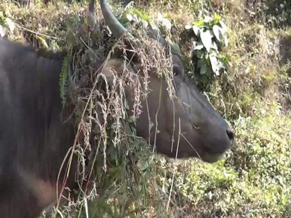POKHARA BALADE PRES DU LAC