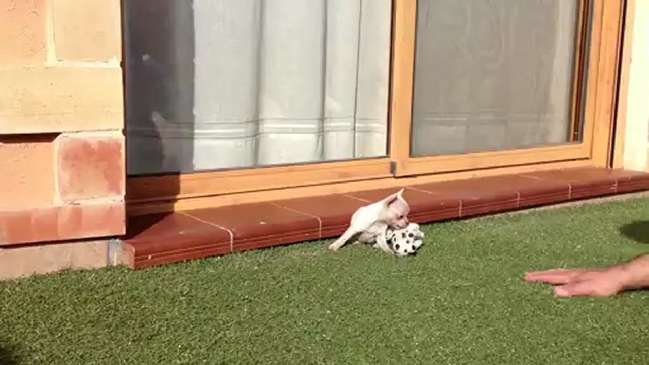 Comprar chihuahua. Criadero de chihuahuas Villa del rey