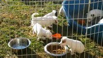 Chiots Jack Russell Terrier 5 semaines - 3 -