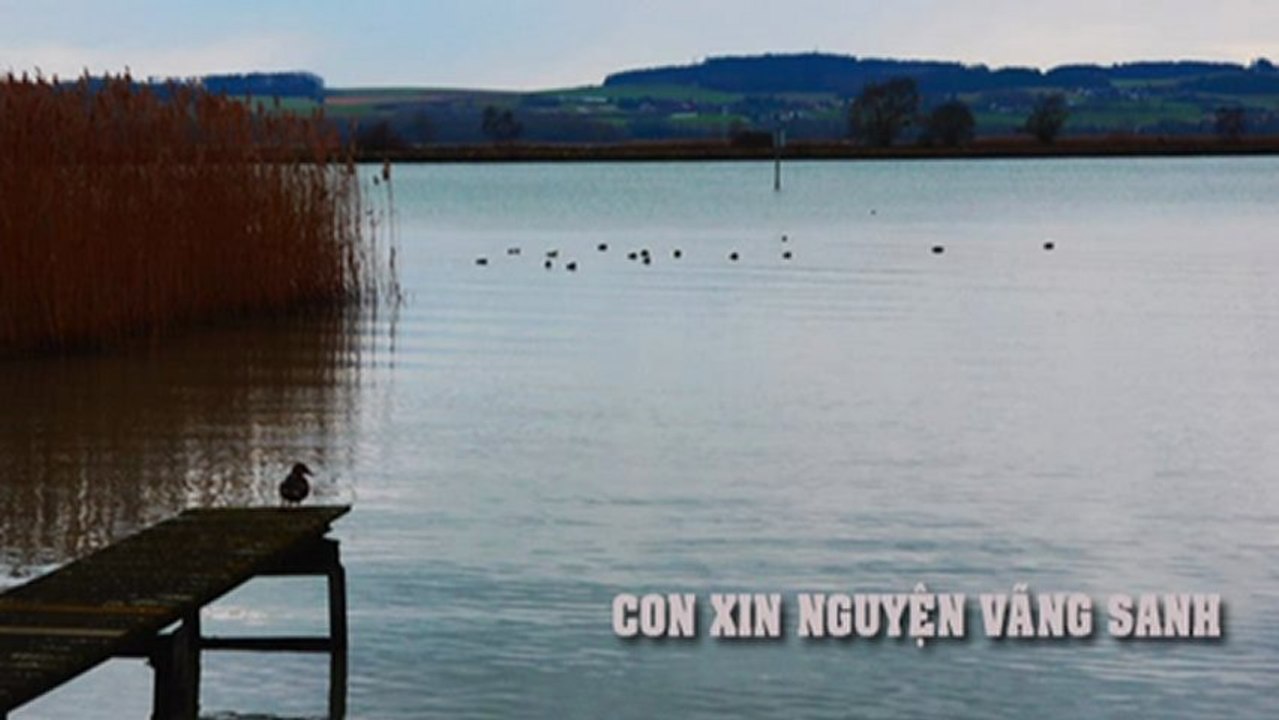CON XIN NGUYỆN VÃNG SANH