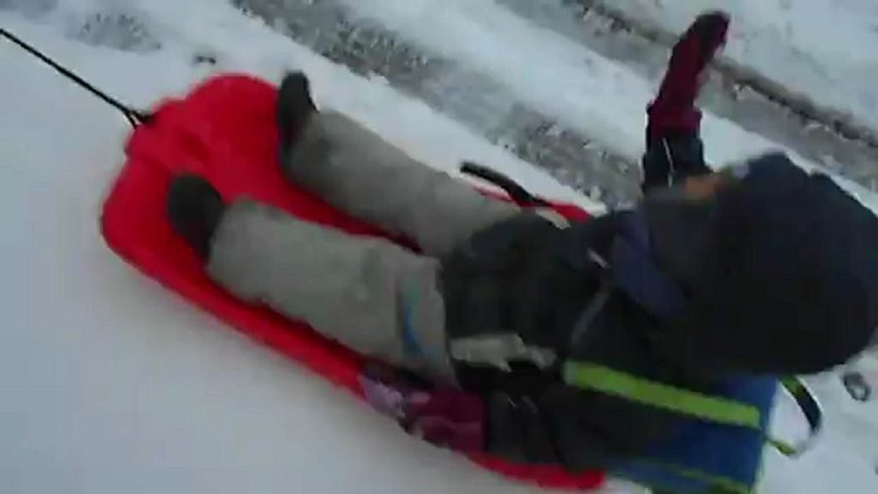 Kiki chien de traineau...N°2....