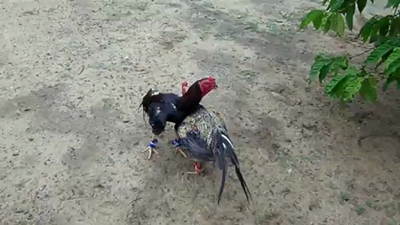 ARABICA vs Tapisy volondavenona Solo (2fév1)