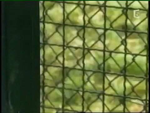 Découvrez l'histoire incroyable de Werner Freund, l'homme qui vit avec une meute de loups