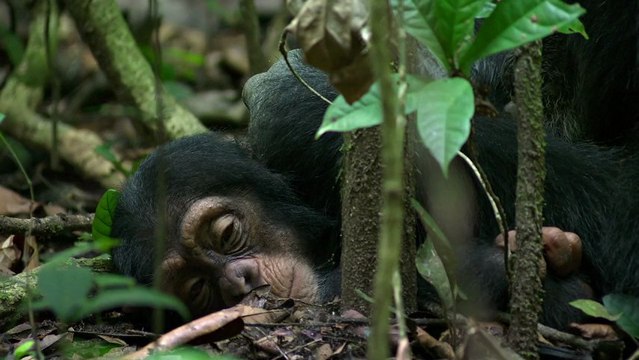 Chimpanzés - Extrait ça swingue ! [VF|HD] [NoPopCorn]