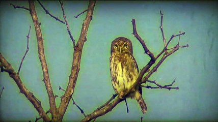 In The Valley Below - Palm Tree Fire