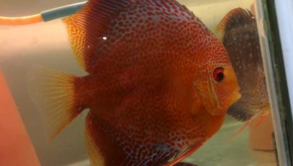 spotted leopard çiftım ve larvaları