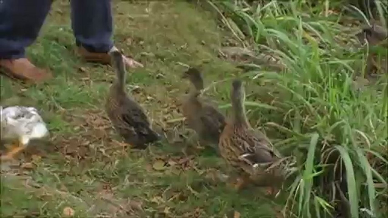 Le chant des canards
