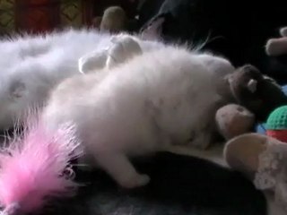 les bébés de Duchesse commencent à jouer!!!!