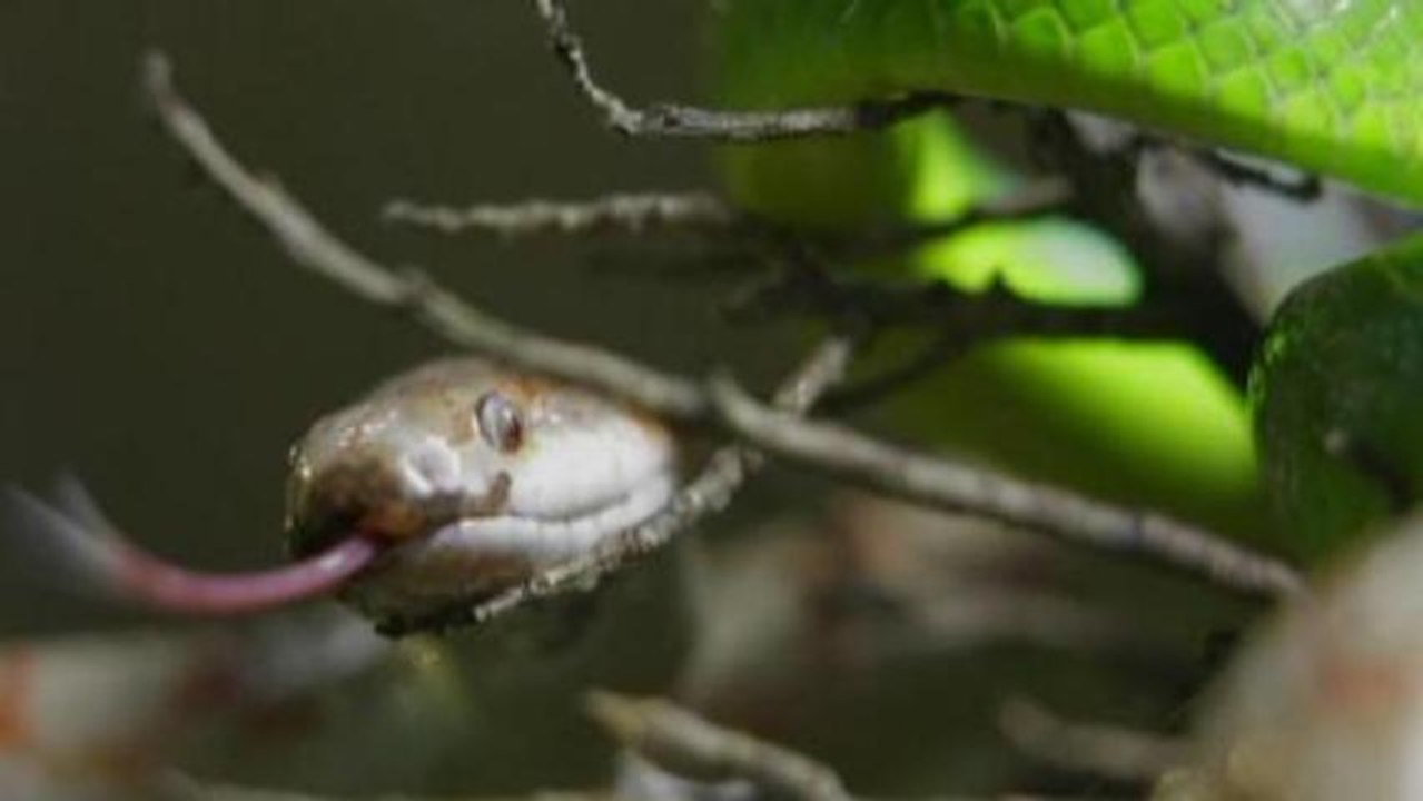 Snake rattles Chinese New Year