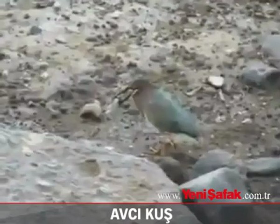 Avcı Kuş