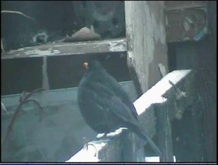 hoppity the black bird