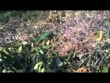 Aversa (CE) - Parco Grassia, polemica su residui potatura (31.01.13)