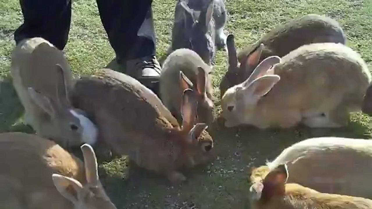 L'île japonaise d'Okunoshima est le paradis des lapins