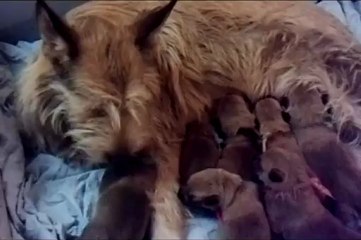 les chiots de Génie à 10 jours