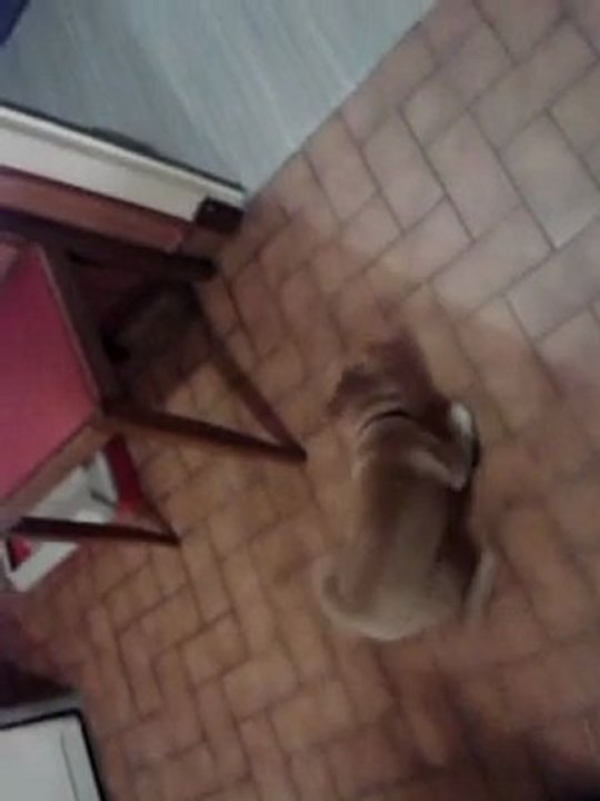 Hémie" Shiba" veut jouer avec Holympe le chat