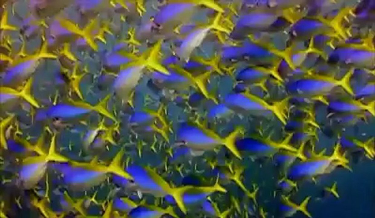 Les capitaines crochets - Les pêcheurs de l'extrême