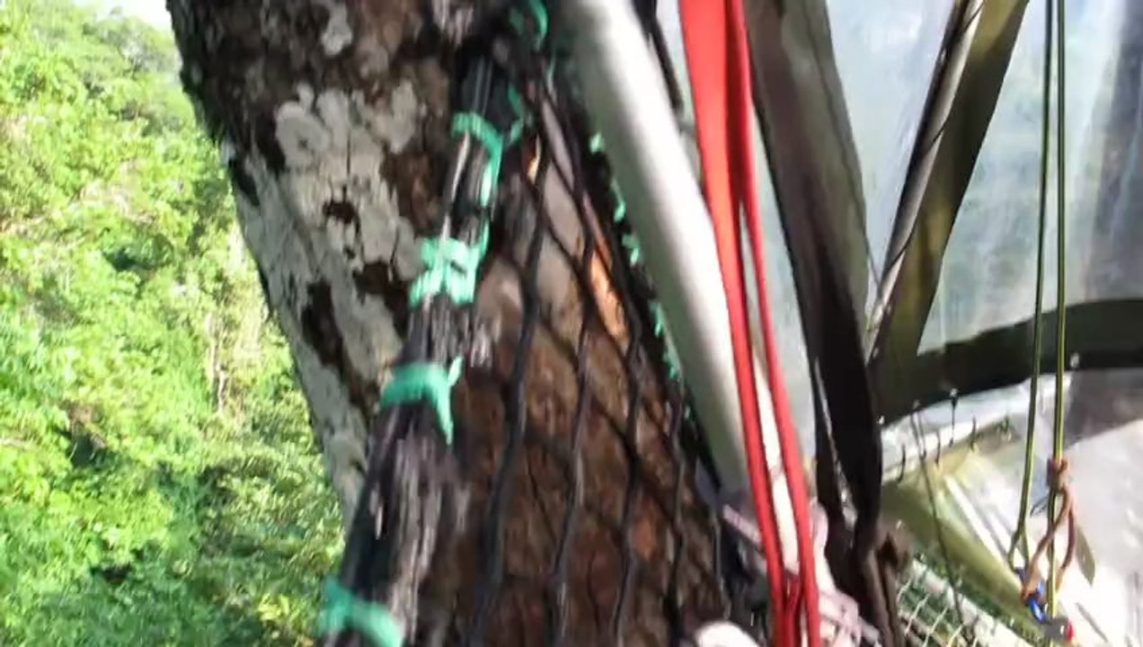 observation de la canopée depuis Likos