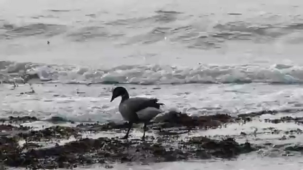 Canard colvert et bernache sur l'estran