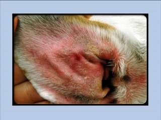 Dog Ear Infection Pictures