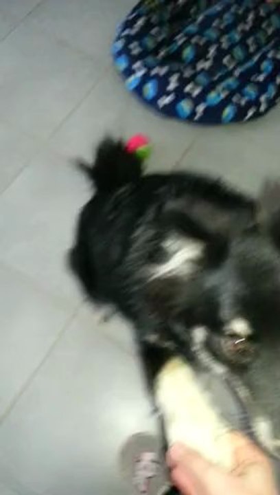 lapinkoira, Heaven et ses jouets