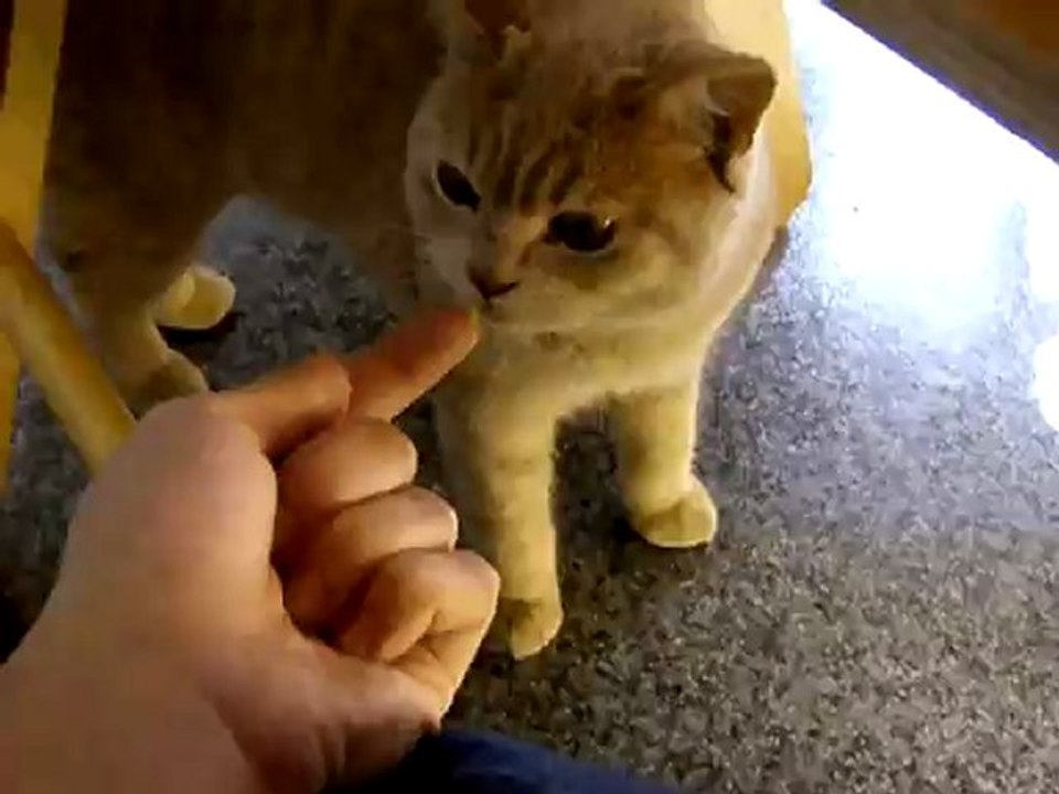 Farmer le chat qui goute du wasabi