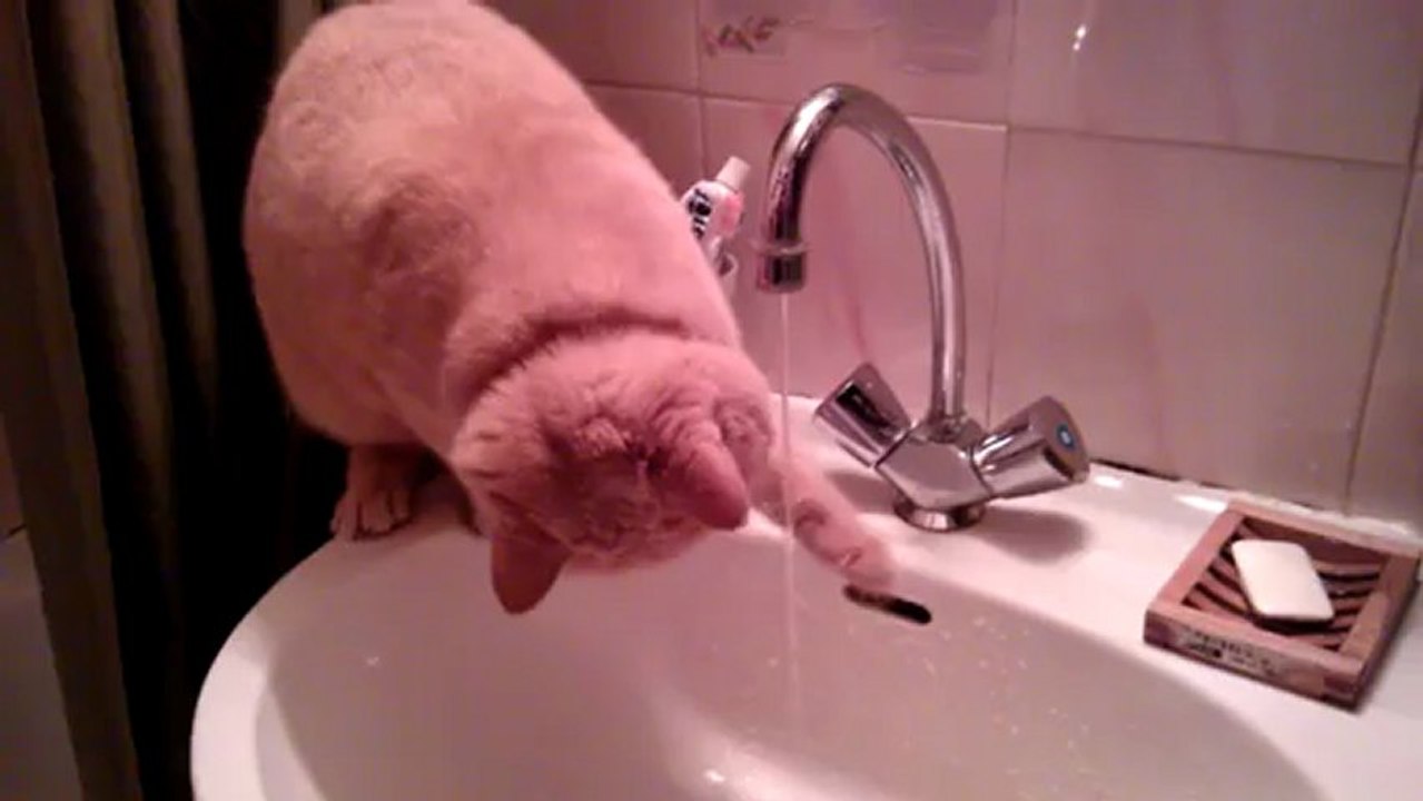 Farmer le chat qui aime l'eau