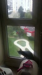 Le chat mouche.