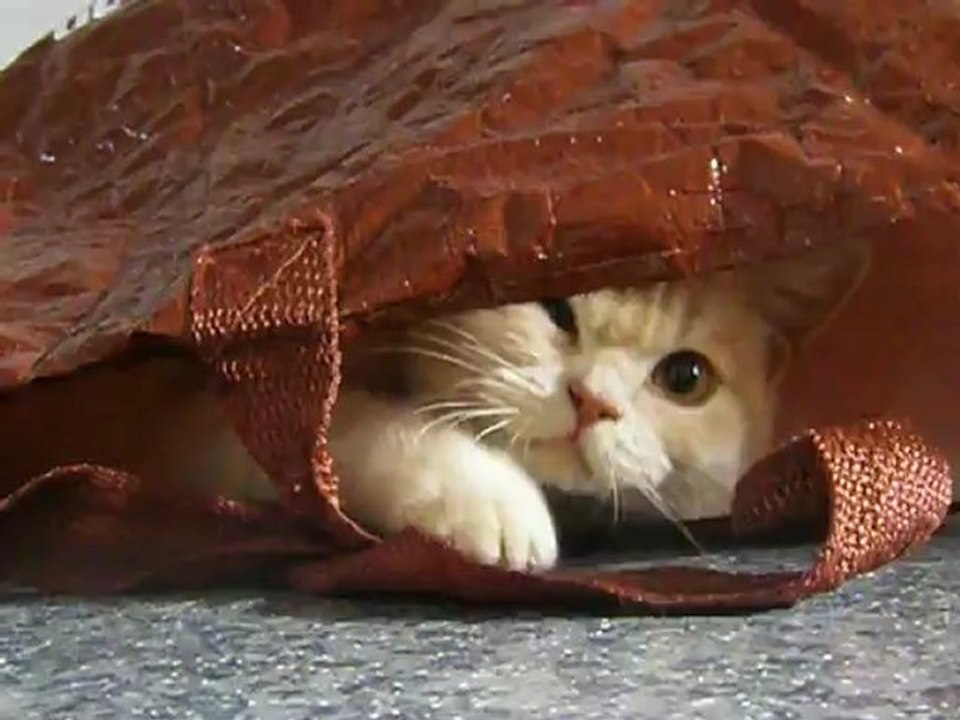 Farmer le chat qui claque des dents
