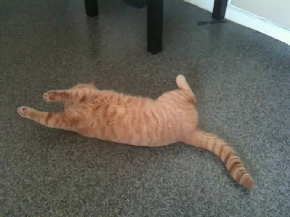 Farmer le chat qui fait ses abdos