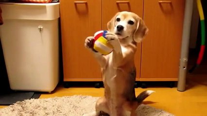 Chien qui attrape  la balle avec ses pattes